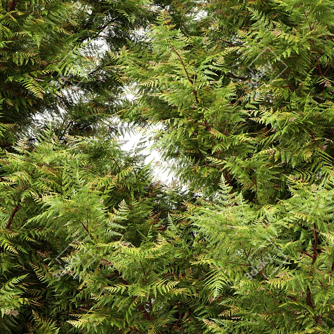 High Detail Leyland Cypress Tree 3D model image 2