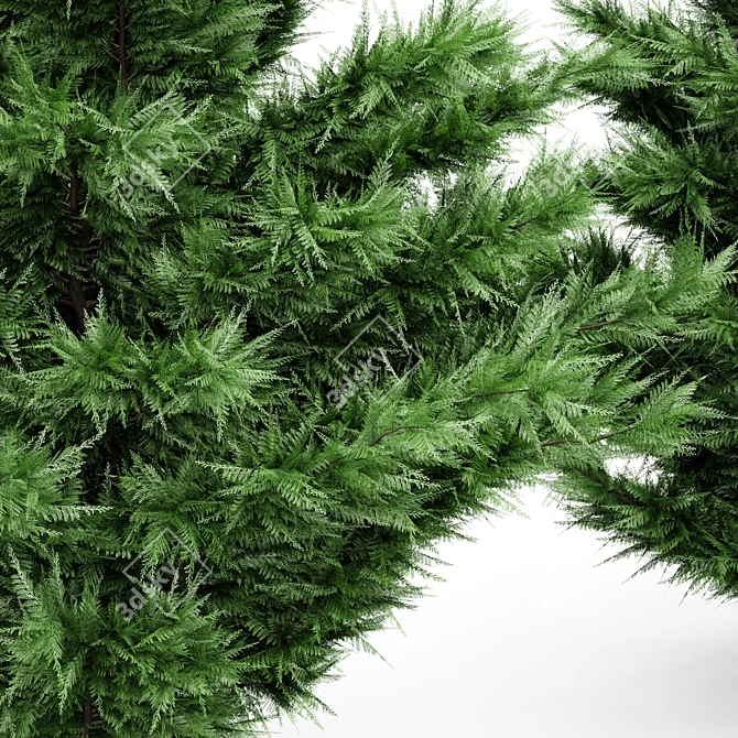 High Detail Leyland Cypress Tree 3D model image 4