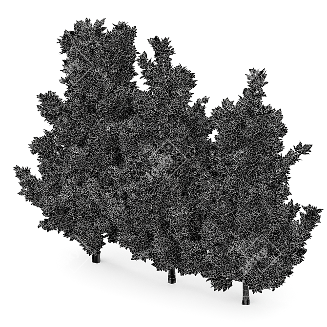 High Detail Leyland Cypress Tree 3D model image 6