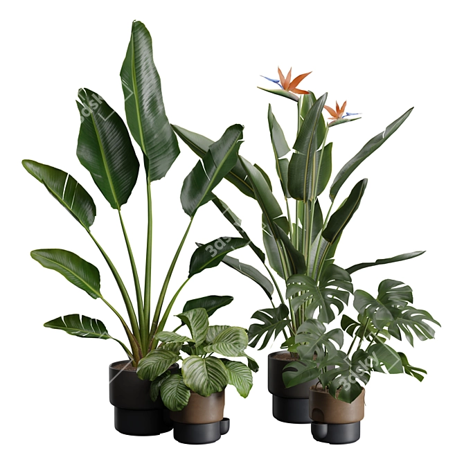 Exotic Indoor Plant Pack 39 3D model image 1