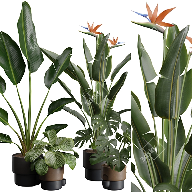 Exotic Indoor Plant Pack 39 3D model image 2