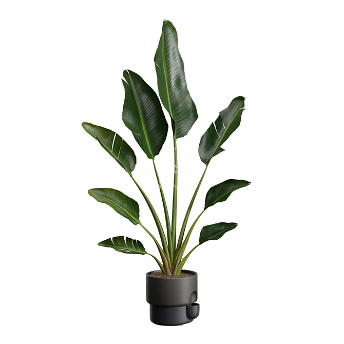 Exotic Indoor Plant Pack 39 3D model image 4