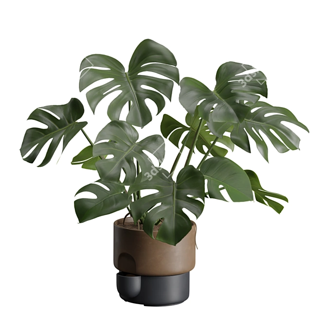 Exotic Indoor Plant Pack 39 3D model image 5