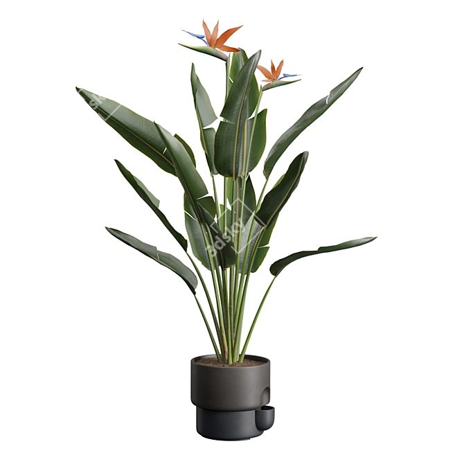 Exotic Indoor Plant Pack 39 3D model image 6