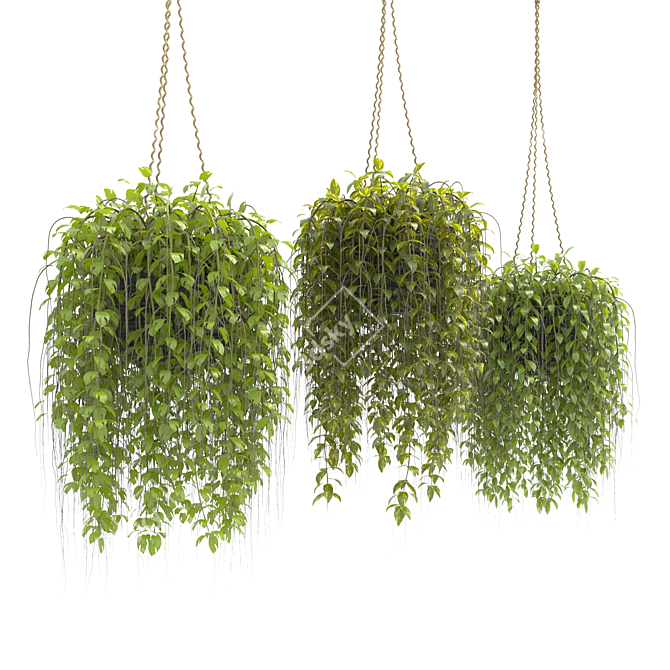 3D Hanging Basket Plants Collection 3D model image 3