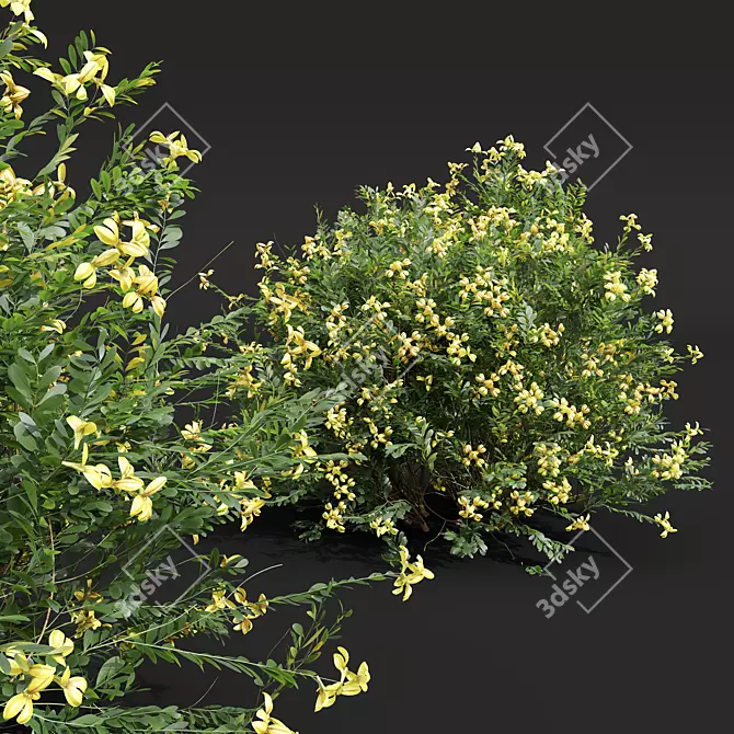 Golden Globe Coronilla Plant 3D Model 3D model image 4