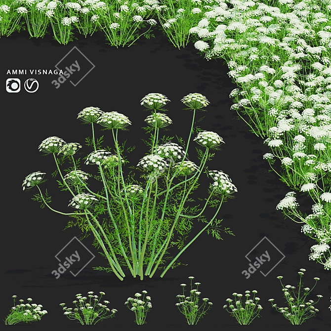 Ammi Visnaga Floral 3D Models 3D model image 1