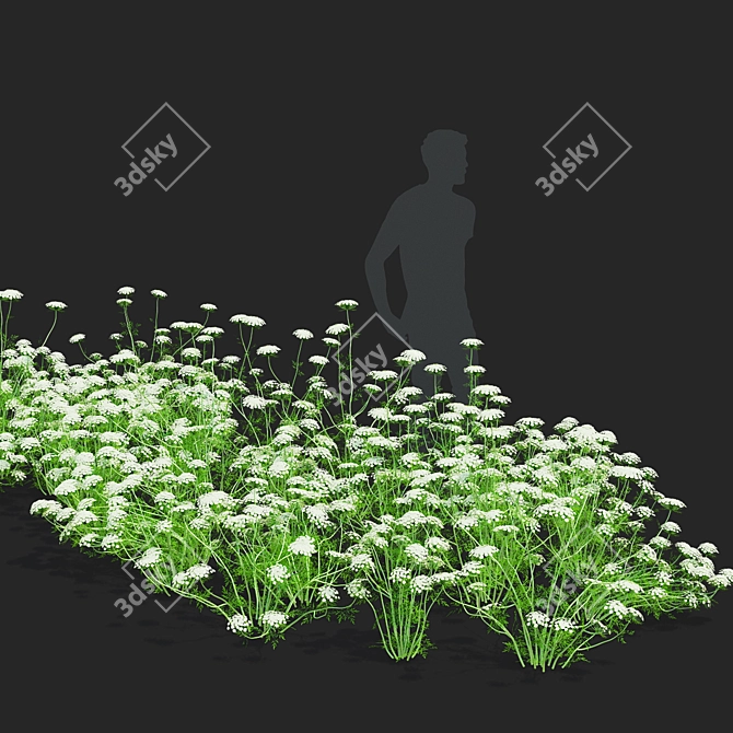 Ammi Visnaga Floral 3D Models 3D model image 3