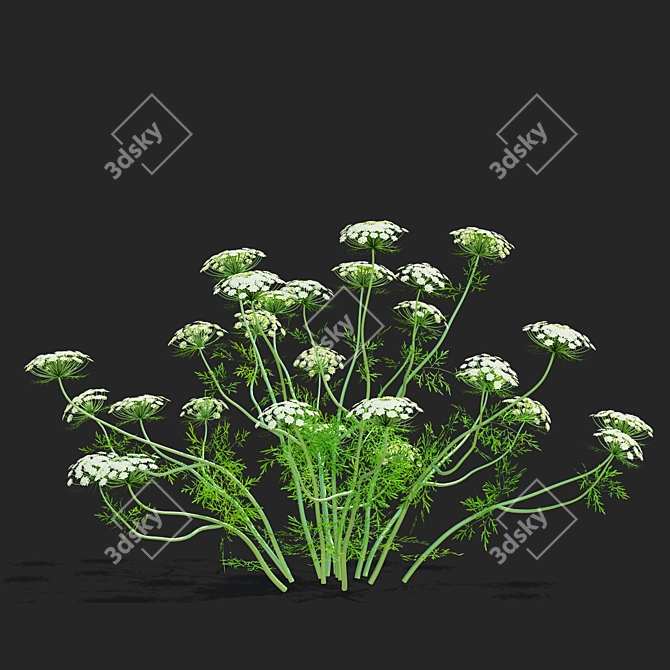 Ammi Visnaga Floral 3D Models 3D model image 4