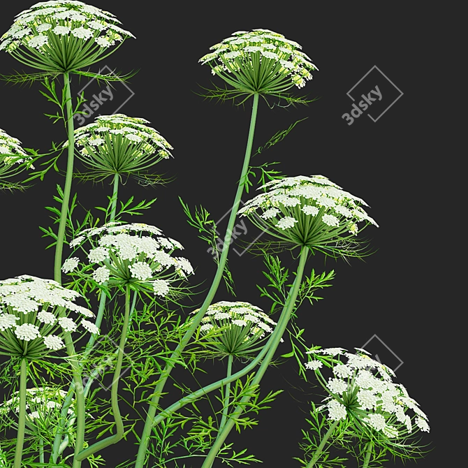 Ammi Visnaga Floral 3D Models 3D model image 5