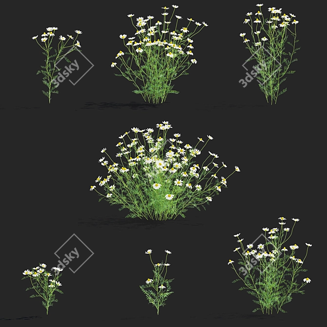 Chamomile Flower Set | 3D Models 3D model image 2