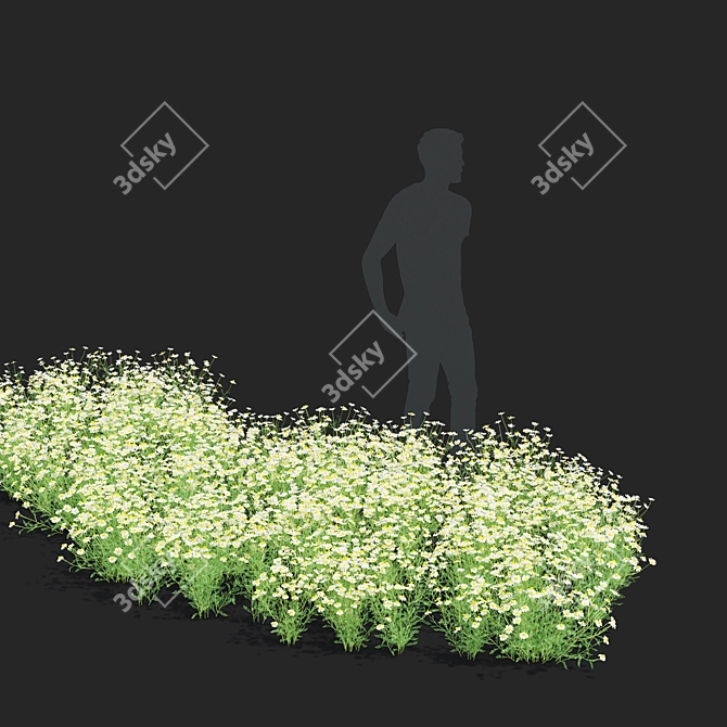 Chamomile Flower Set | 3D Models 3D model image 3