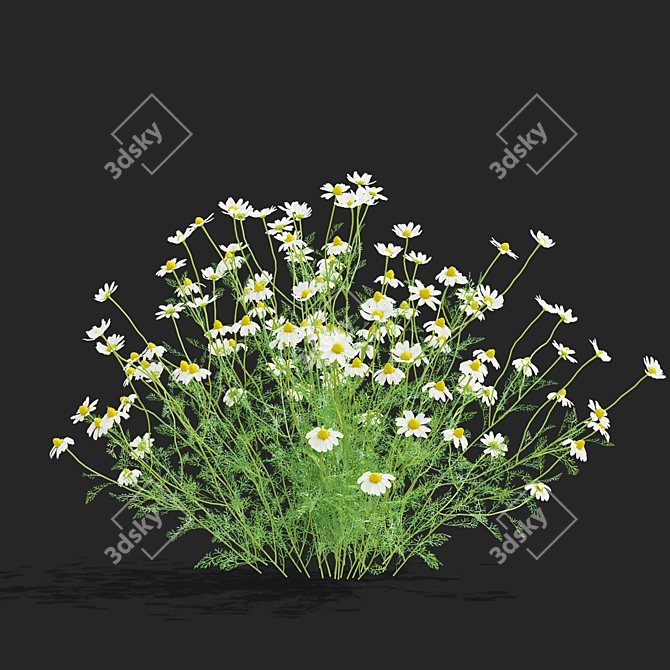 Chamomile Flower Set | 3D Models 3D model image 6