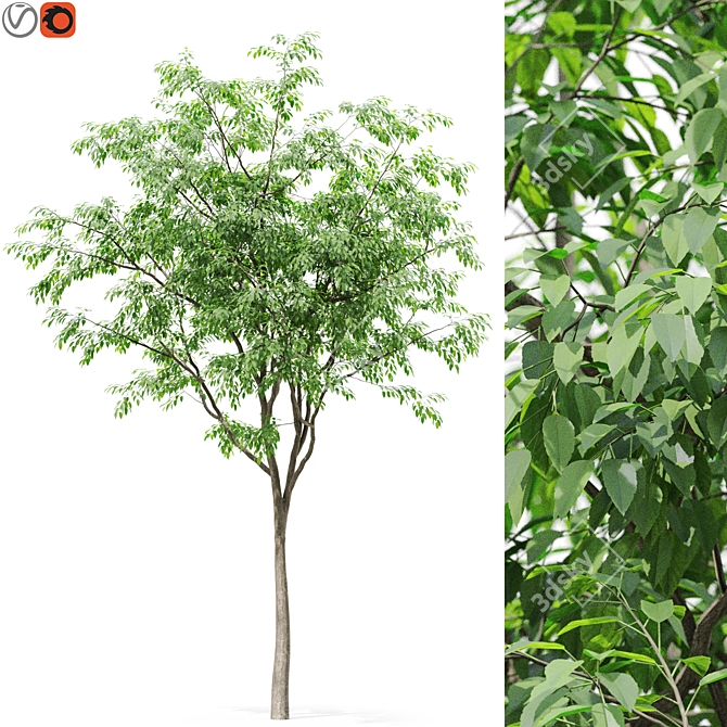 Forest Green 3D Tree Model 3D model image 1