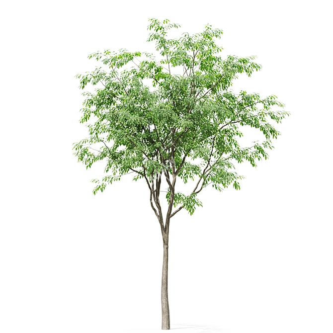 Forest Green 3D Tree Model 3D model image 3