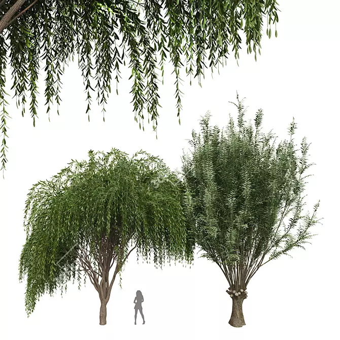 Elegant Weeping Willow 3D Model 3D model image 1