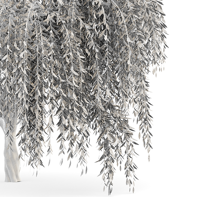 Elegant Weeping Willow 3D Model 3D model image 4