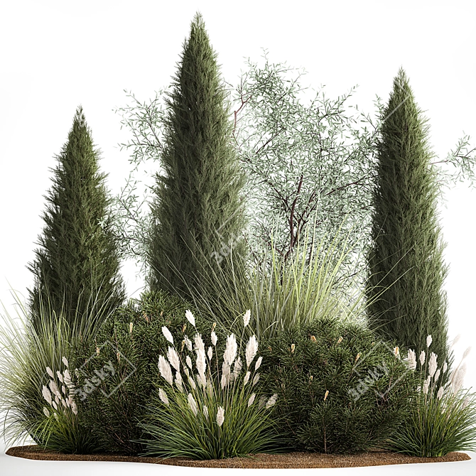 Evergreen Ornamental Plant Collection 3D model image 1