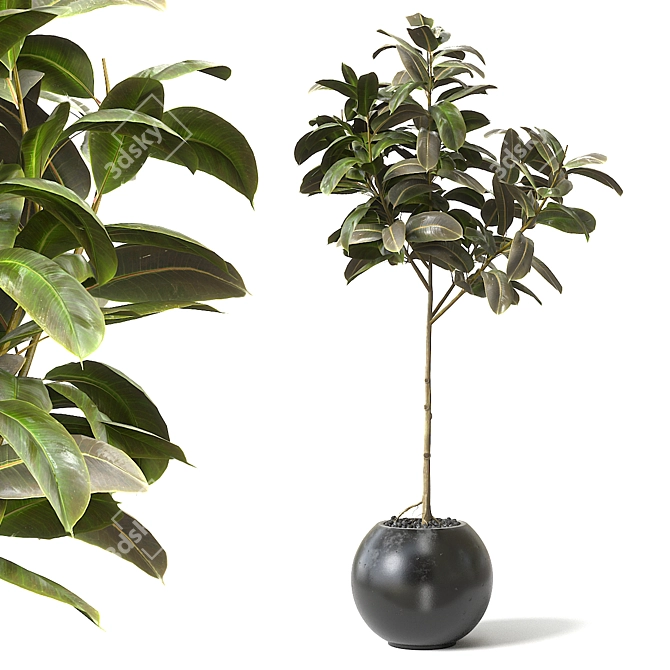 Natural Rubber Tree Decor 3D model image 1