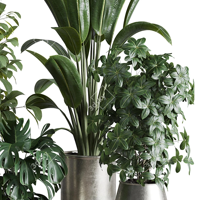 Multifarious Indoor Plant Set 3D model image 4