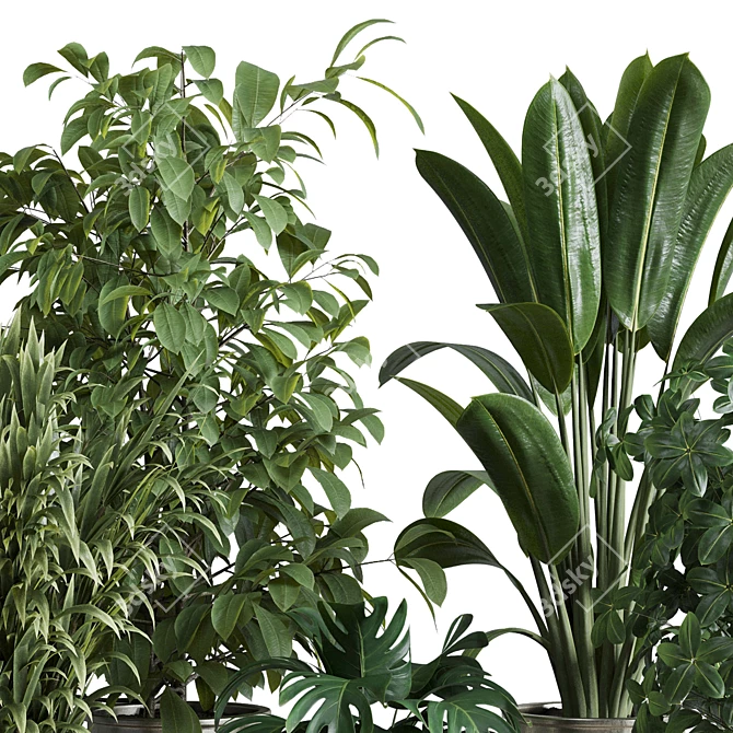 Multifarious Indoor Plant Set 3D model image 5