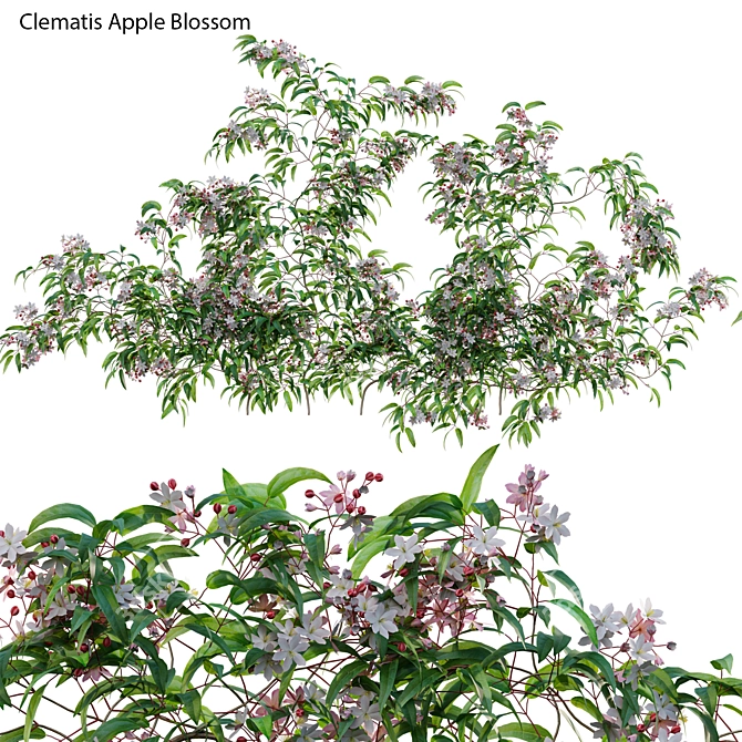 Clematis 3D Plant Models Solution 3D model image 1