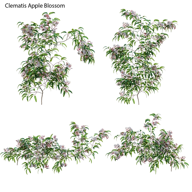 Clematis 3D Plant Models Solution 3D model image 3