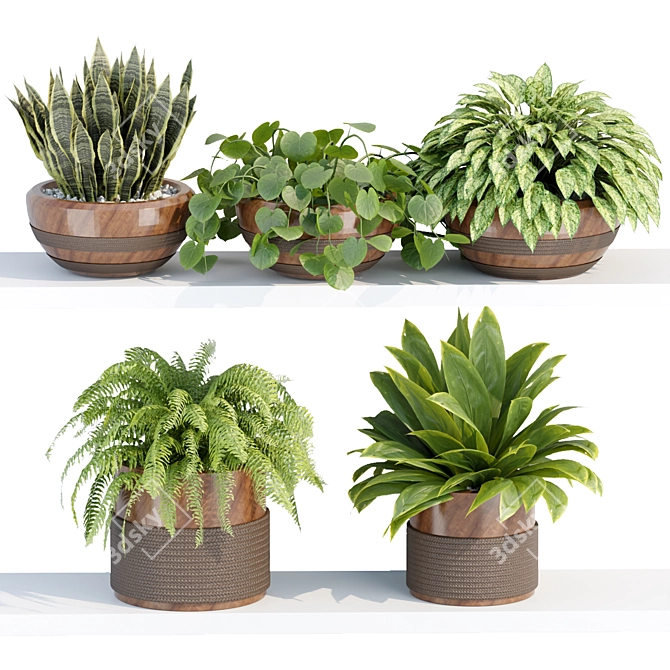 PBR Indoor Plant Shelf Collection 3D model image 1