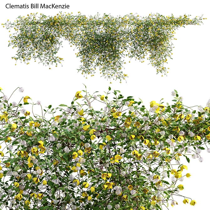 3D Clematis Plant Models - Growth Varieties 3D model image 1