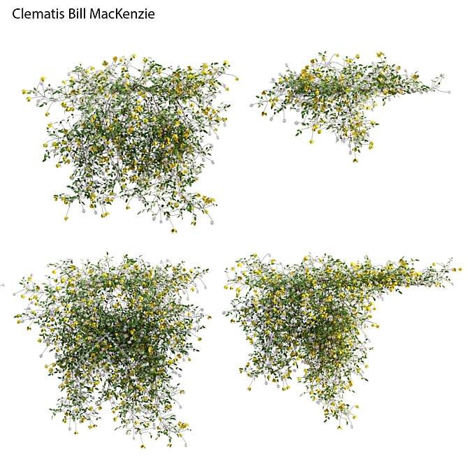 3D Clematis Plant Models - Growth Varieties 3D model image 2