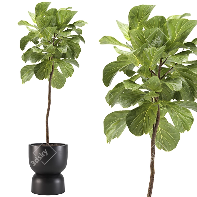 2015 Ficus Indoor Plant 3D 3D model image 1