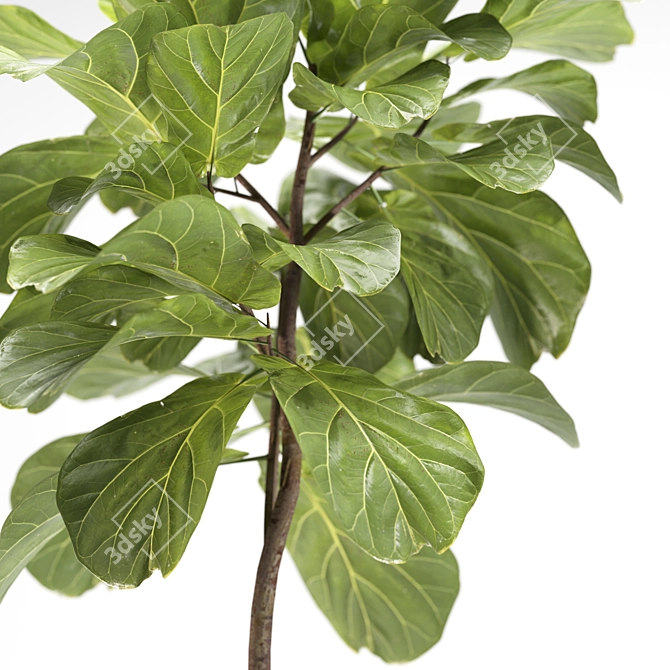 2015 Ficus Indoor Plant 3D 3D model image 2
