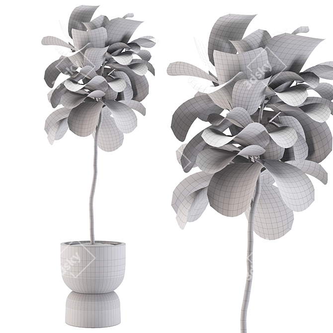 2015 Ficus Indoor Plant 3D 3D model image 3