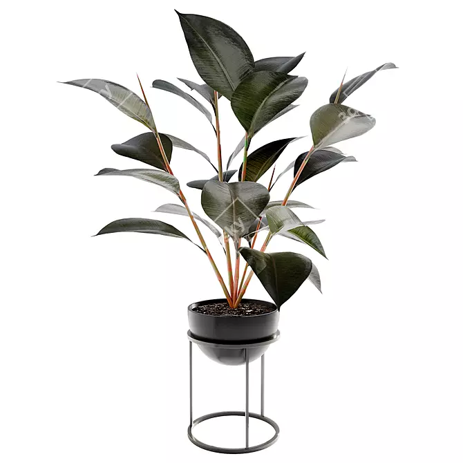 Rubber Ficus Plantacle 3D model image 2