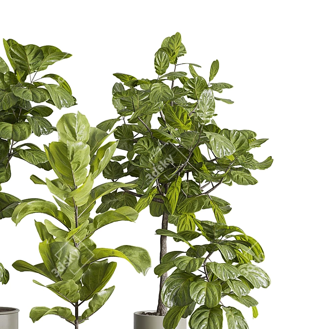 Ficus Lyrata Set in Concrete 3D model image 3