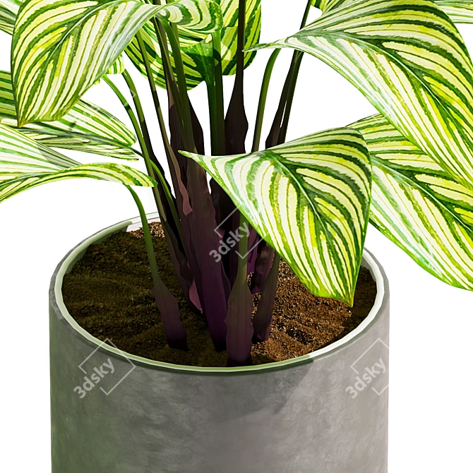 Modern Calathea Leaf Indoor Plant 3D model image 4