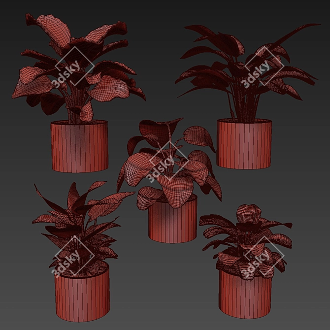 Modern Calathea Leaf Indoor Plant 3D model image 6