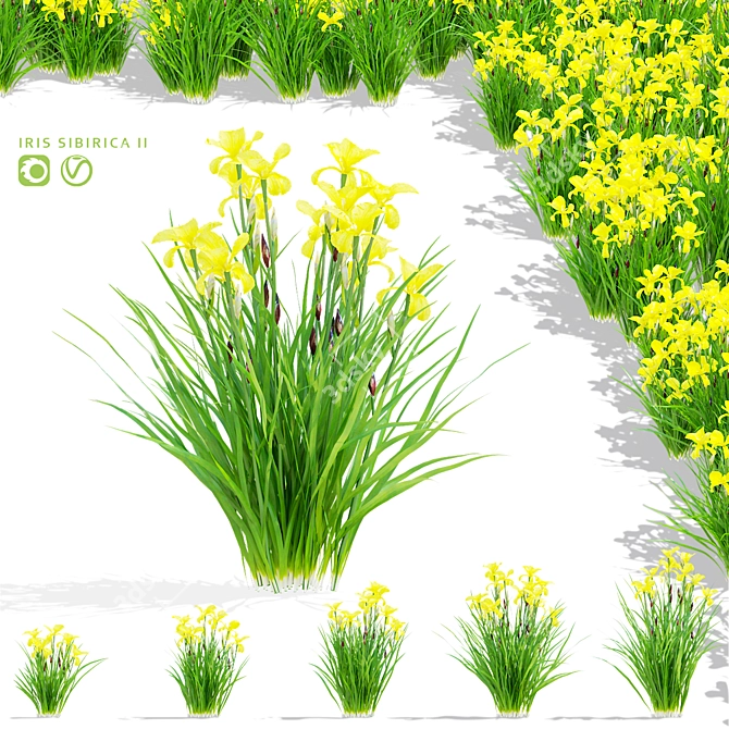 Siberian Iris Flower Collection | 3D Models 3D model image 1