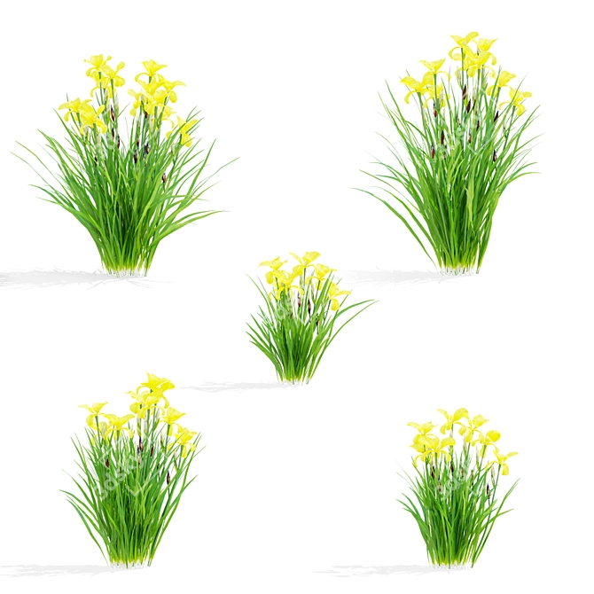 Siberian Iris Flower Collection | 3D Models 3D model image 2