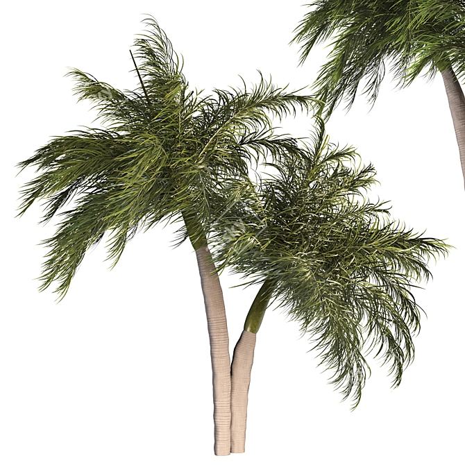 Tropical Palm Tree 3D Model 3D model image 1