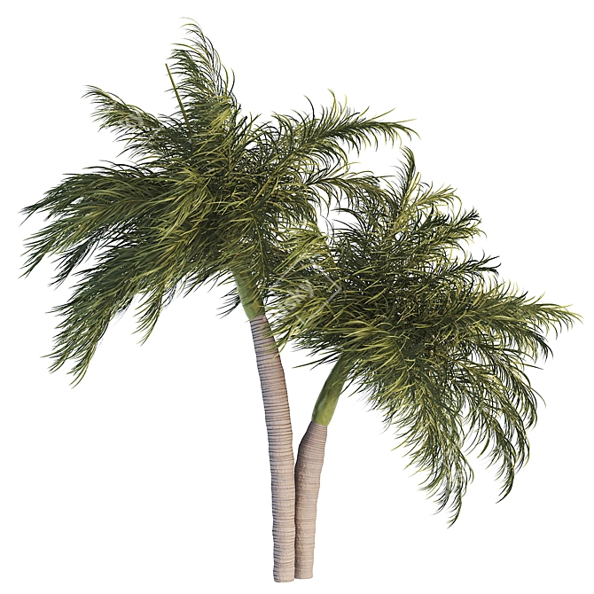 Tropical Palm Tree 3D Model 3D model image 2