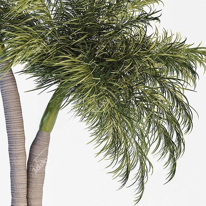 Tropical Palm Tree 3D Model 3D model image 3