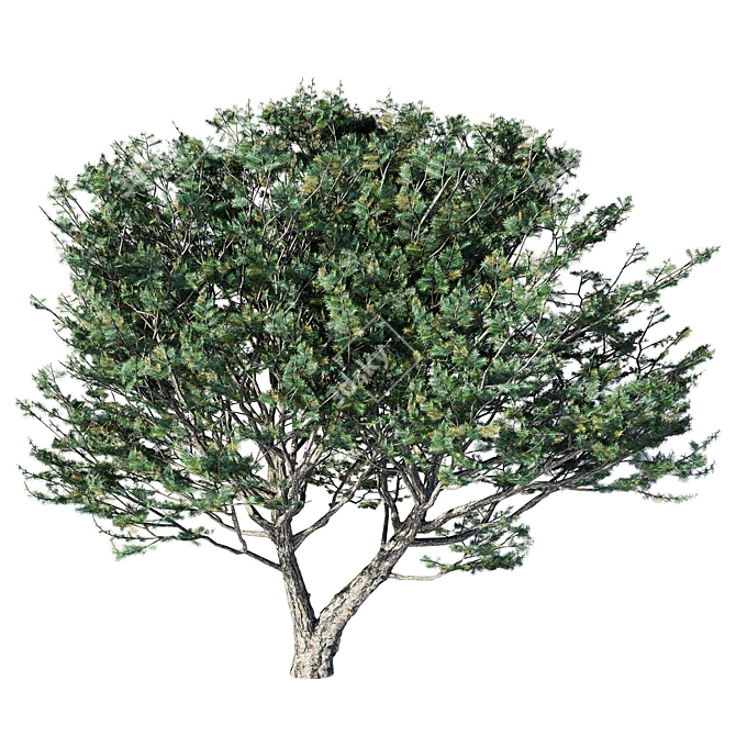  Evergreen Pinus Tree Model 3D model image 1