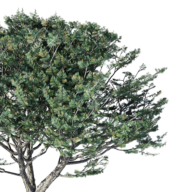  Evergreen Pinus Tree Model 3D model image 2