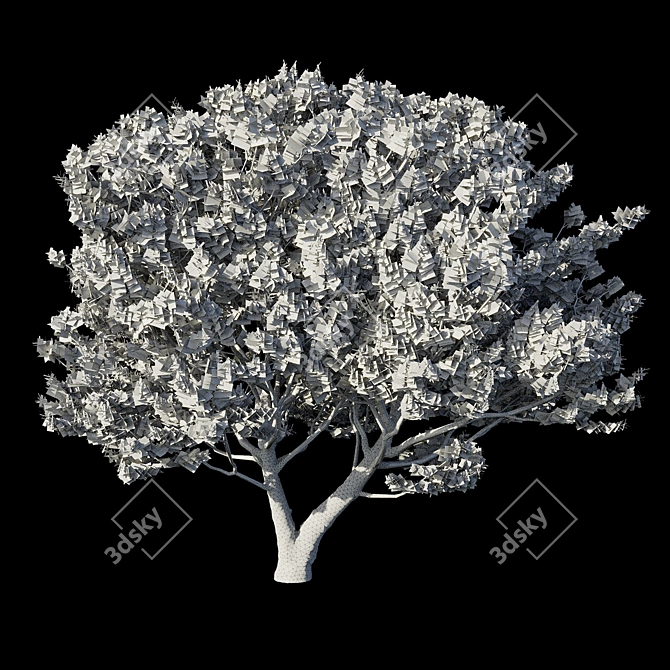  Evergreen Pinus Tree Model 3D model image 3