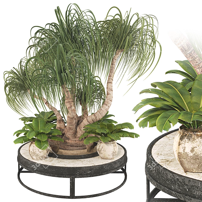 Boho Ponytail Palm Tree Set 3D model image 1