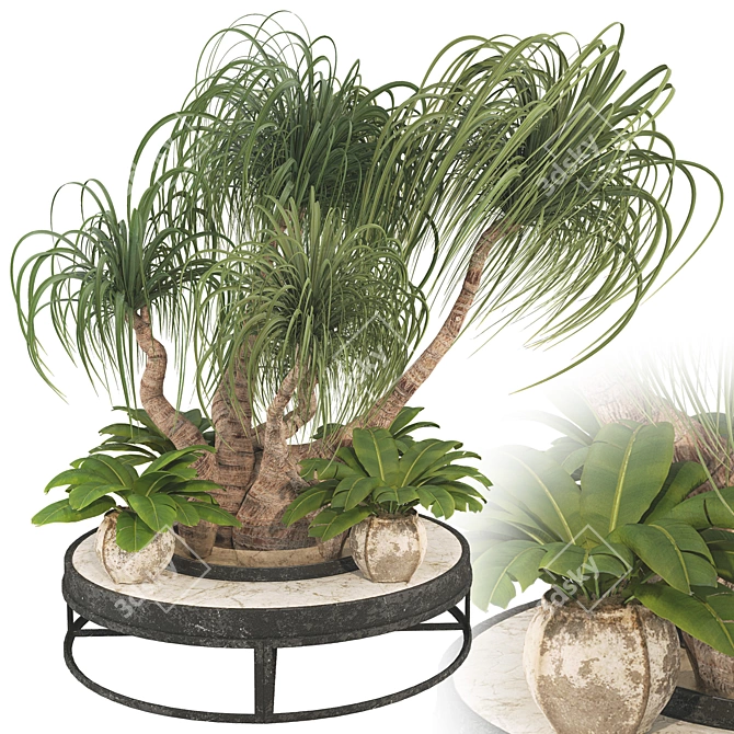 Boho Ponytail Palm Tree Set 3D model image 2