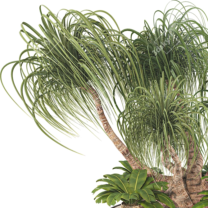 Boho Ponytail Palm Tree Set 3D model image 3