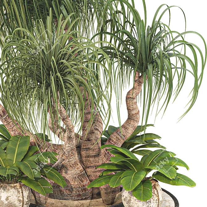 Boho Ponytail Palm Tree Set 3D model image 4