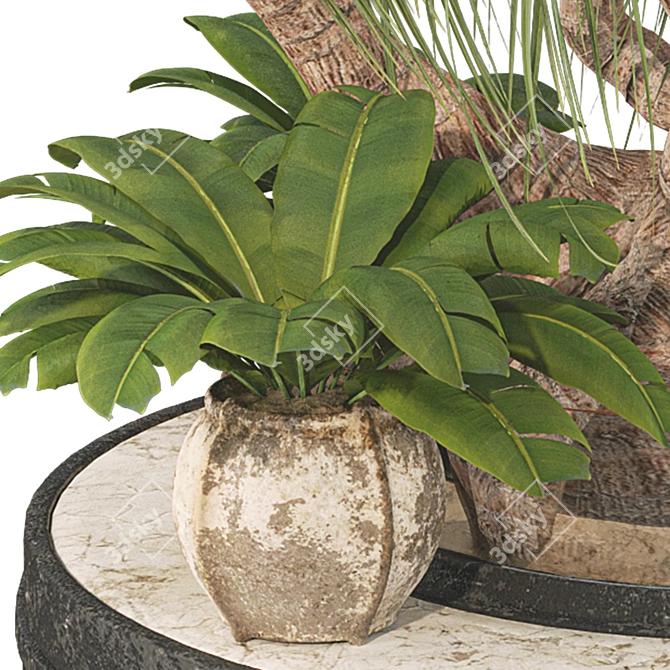 Boho Ponytail Palm Tree Set 3D model image 6